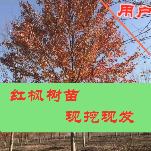 邳州市美国红枫，秋火焰5-20公分出售，苗圃直销，无病虫害