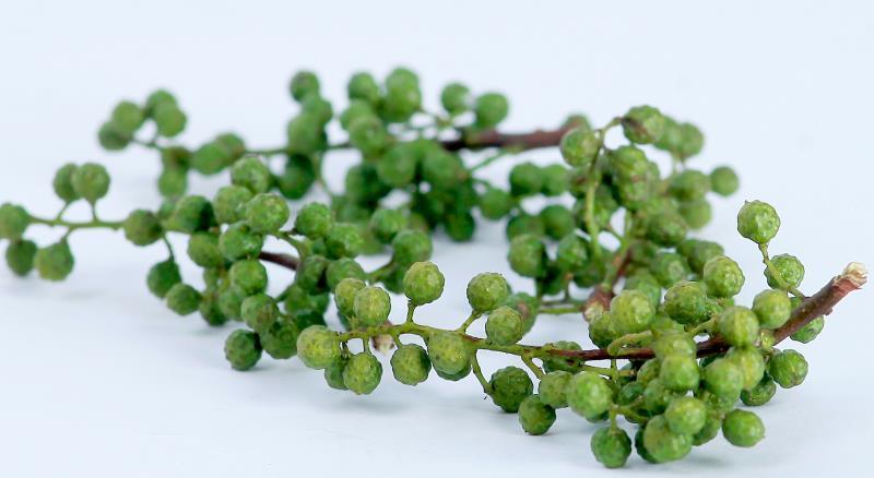 泸县 有大量新鲜青花椒供应，量大从优!