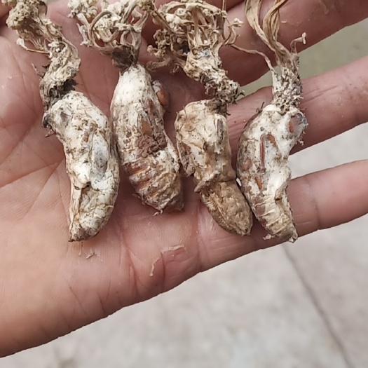 洪雅县金蝉花，虫体饱满，个头大，花朵鲜净，以烈日爆晒至干