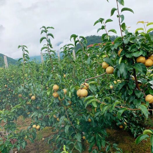 德昌县 大凉山德昌丰水梨 实拍