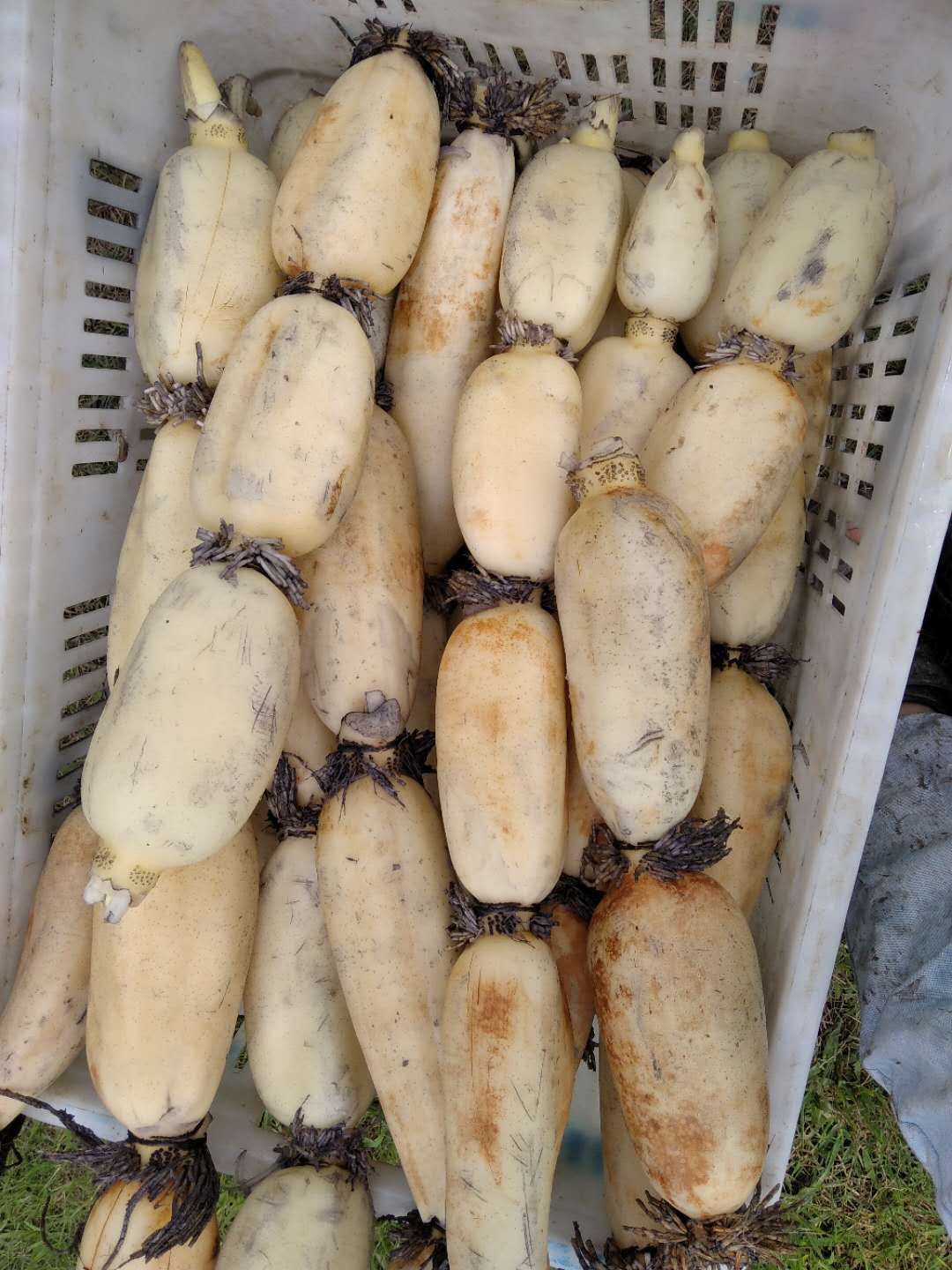 莲藕 达州渠县早藕开工了