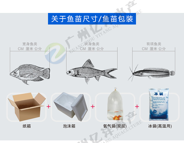 鲤鱼苗 建鲤鱼苗 放生鲤鱼苗 纯种快大 包邮送货