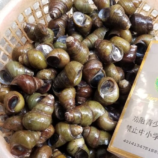 揭阳石螺  饲料螺 食用螺 质量保证 周边配送 长期稳定。