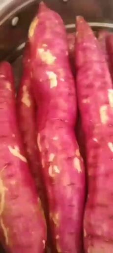 大荔县 秦薯五号红薯