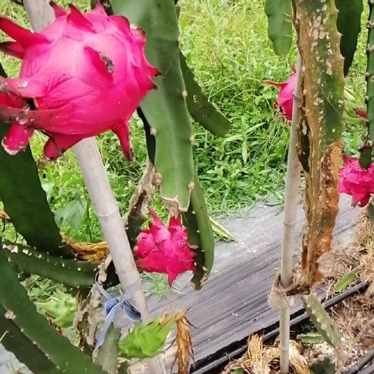 赣州台农3号红心火龙果 中（5-7两）