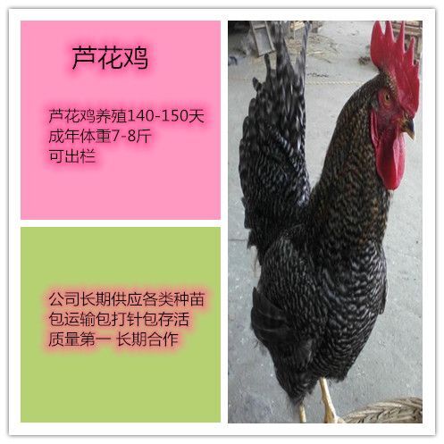 南宁 芦花鸡苗，头等靓苗，涨势快出栏早