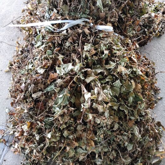 巫溪 鱼腥草天然干货。