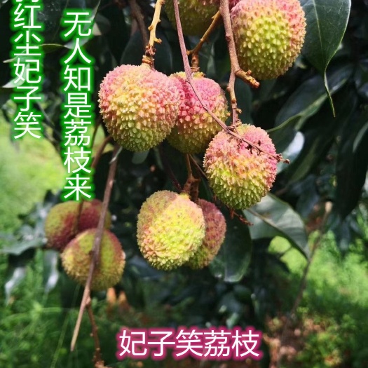 灵山县妃子笑荔枝苗  嫁接妃子笑桂味无核荔仙进奉荔枝苗包邮