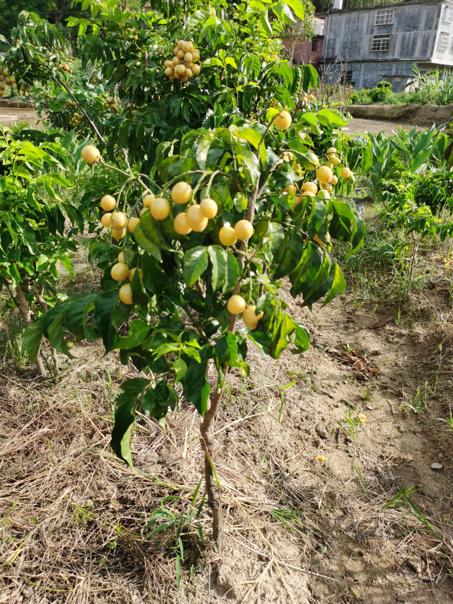 白沙甜黄皮  嫁接苗，甜度高