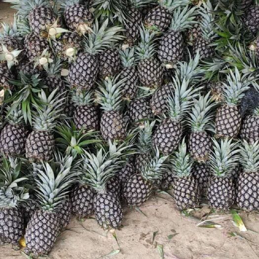 盈江县金钻凤梨  菠萝