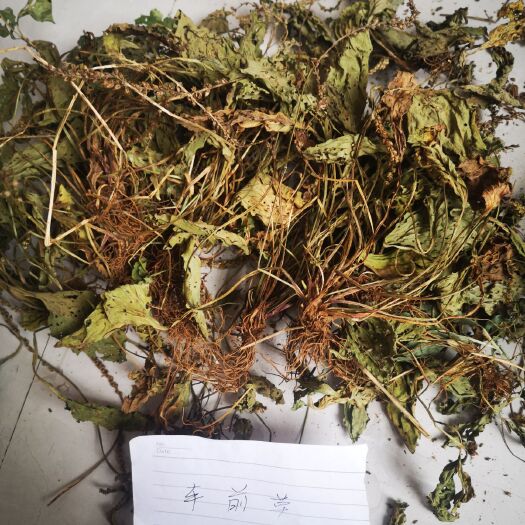 安龙县 车前草