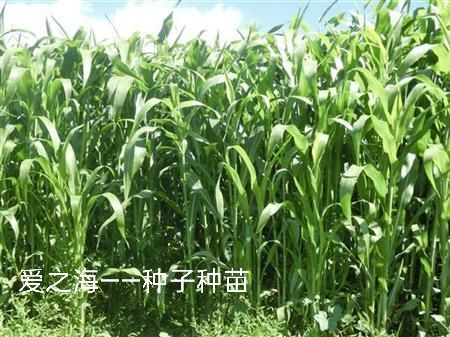 宿迁 甜高粱种子