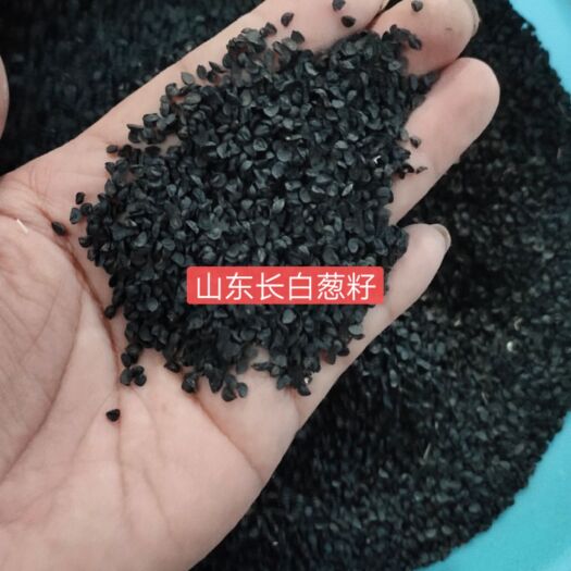 济南章丘大葱种子 山东章丘长白葱籽！春秋季节都可以育苗！白长50－80