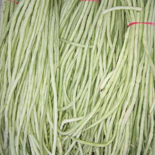 眉县一线天豇豆 40cm~70cm