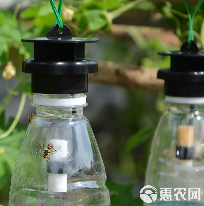  果蝇针蜂诱捕器果实蝇瓜果蔬菜花卉防虫诱虫性诱剂药水诱捕器