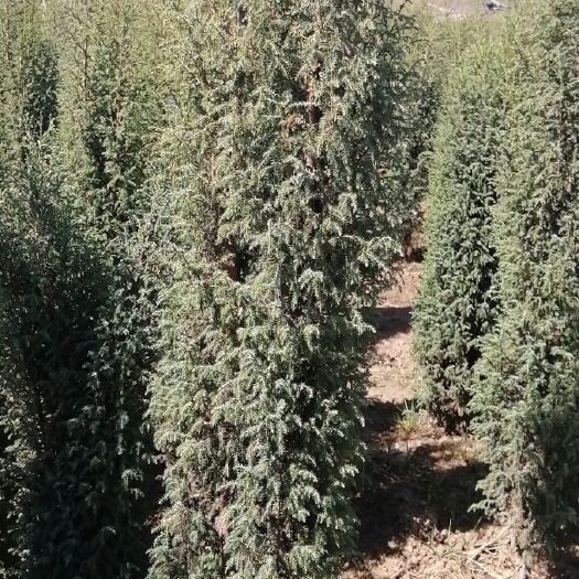 大通县 圆柏40到1.5米量大