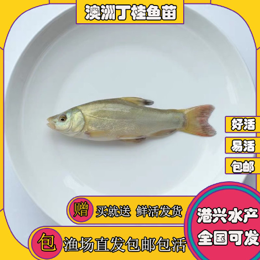 清远[优质品种]澳洲丁桂鱼苗  成活率高  好养易活 成活率高