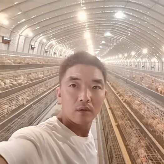 安阳海兰褐壳蛋鸡 好鸡不等人