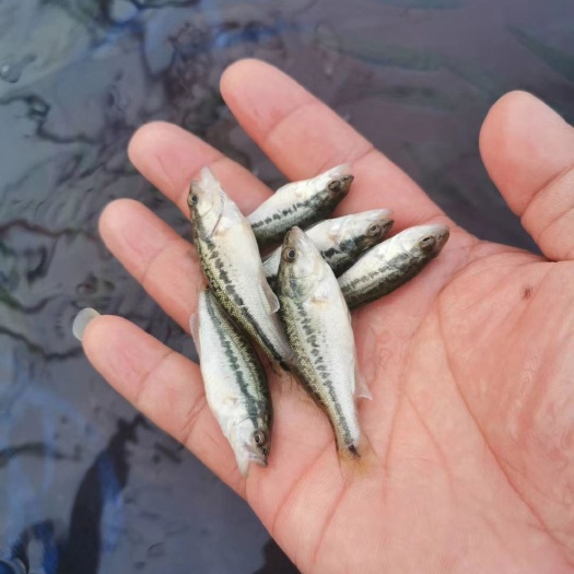泸州加州鲈鱼苗  鲈鱼苗 加州鲈鱼优鲈3号苗 大量上市 提供养殖技术 包送货