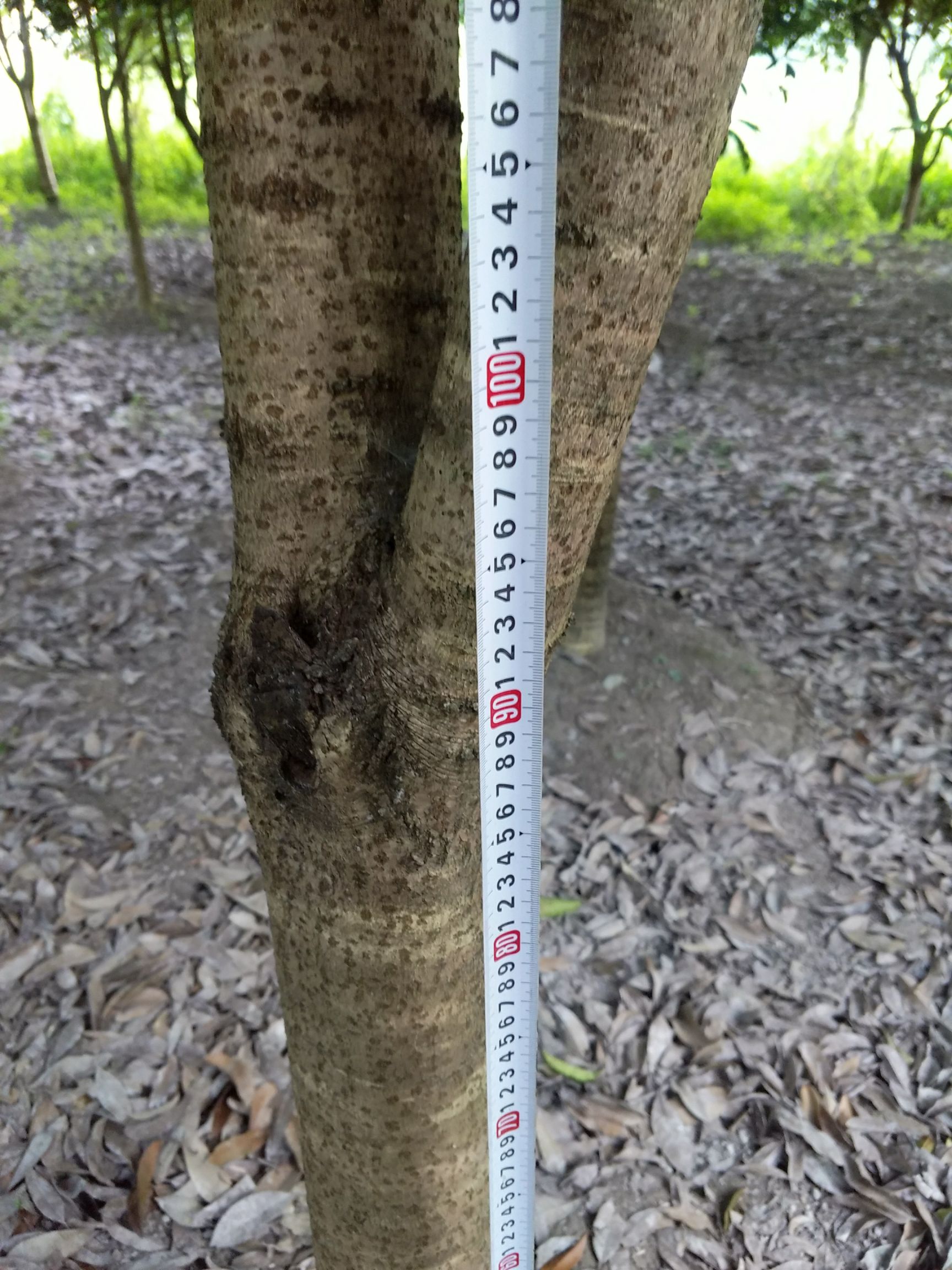 金桂，八月桂，四级桂，各种规格，需要直接代价