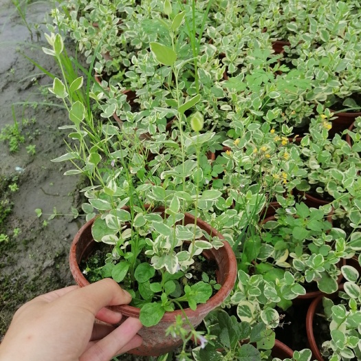成都长春花 花叶蔓长春