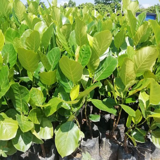 灵山县马来西亚一号菠萝蜜苗，带营养杯带泥土发货，一棵包邮。