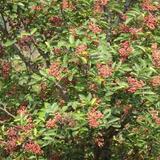 岐山县青花椒 二级 鲜花椒