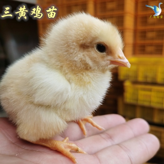 南宁 鸡苗广西正宗三黄鸡苗土鸡苗小鸡幼崽包运输疫苗注射质量保证