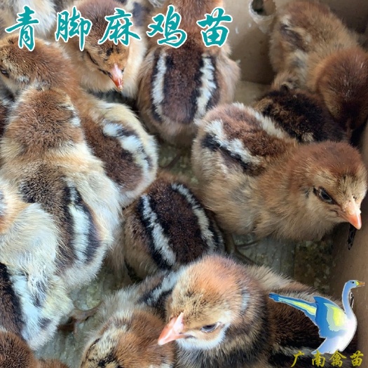 南宁 快大青脚麻鸡苗活体小苗铁脚麻鸡包运输注射疫苗质量保证技术指导