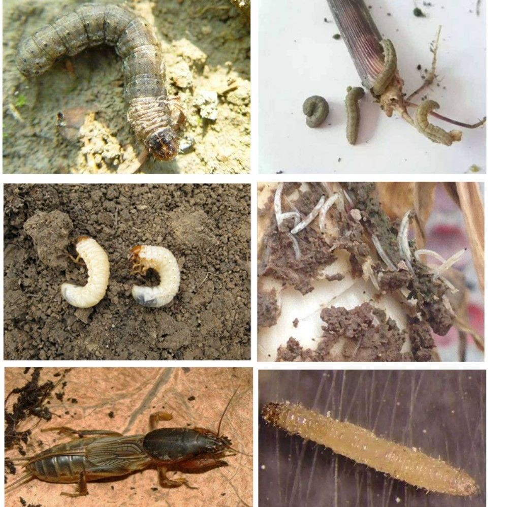 福粒5%噻虫胺蔬菜地下害虫韭蛆跳甲蝼蛄蛴螬稻飞虱农药杀虫剂