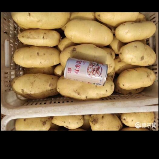 商都县荷兰806马铃薯 3两以上