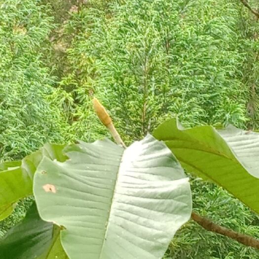 雅安 川厚朴目前有6万斤生皮，没有下皮，