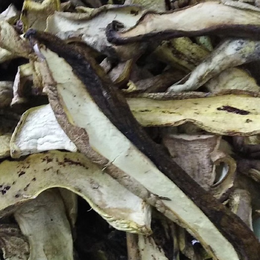 丽水 珍惜菌类牛肝菌