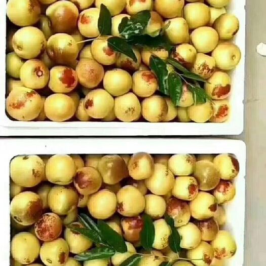 临猗县 庙上大棚冬枣一手货源批发