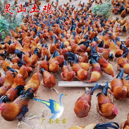 南宁 鸡苗灵山土鸡苗土1.5小鸡活苗土鸡公鸡母鸡包运输疫苗注射