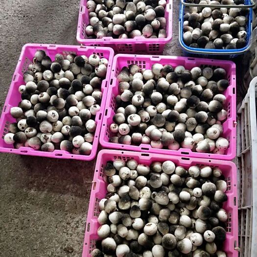莘县全年菇房直供， 鲜草菇，速冻鲜草菇，盐水菇