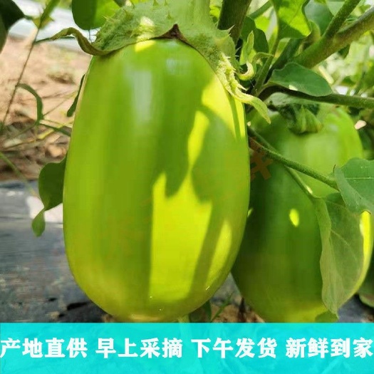 西华县 河南青茄子新鲜现摘整箱5斤包邮生吃茄子绿茄子