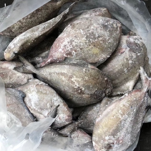 北海黑鲳 黑仓