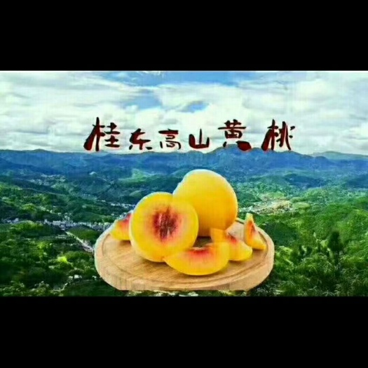 桂东县 桂东高山黄桃，香、脆、甜。