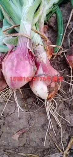 公主岭市 毛葱大量上市中质量好