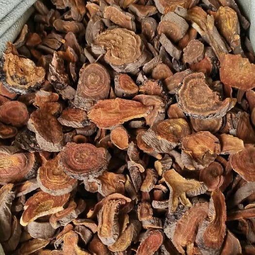 唐古特大黄 产地一手货源着