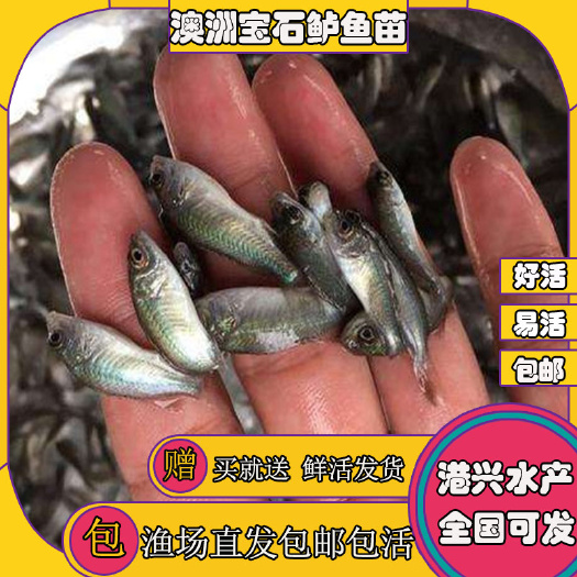 清远 供生态瘦身养殖澳洲宝石鲈  好养殖  可上门提供技术
