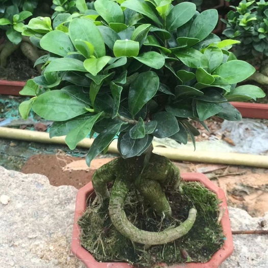漳州人参榕树盆景  地瓜榕，人参榕