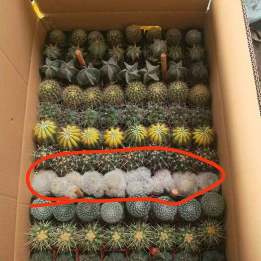漳州混色仙人球随机配色