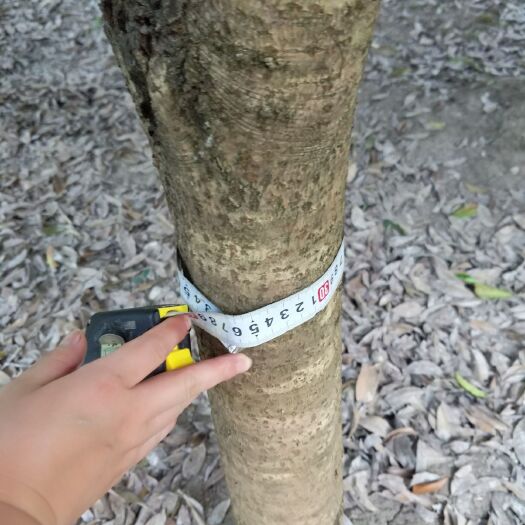 三穗县金桂，八月桂，四级桂，各种规格，需要直接代价