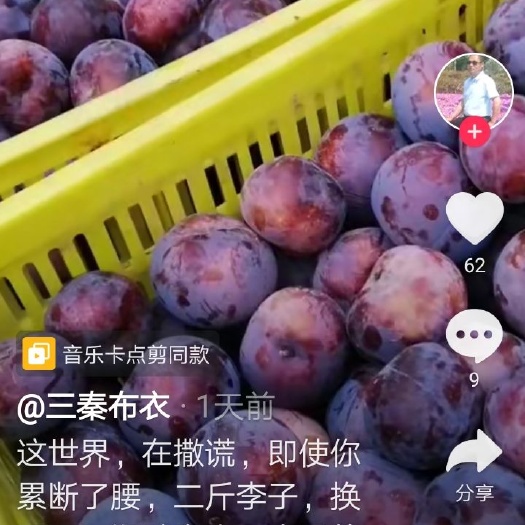 周至县黑布林李，秋季李