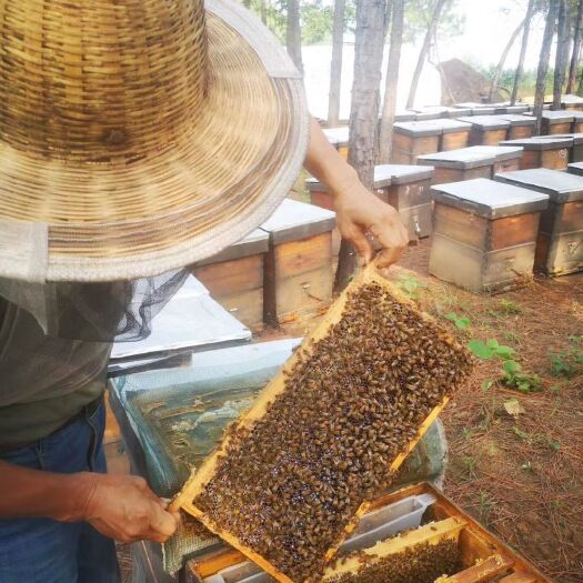 正阳县 来自自家蜂场产蜂蜜 王浆 花粉 天然 无污染 孕妇老
