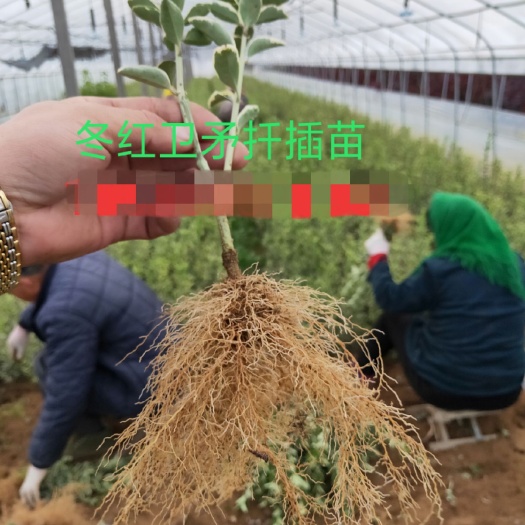 沂南县 基地批发   冬红卫矛