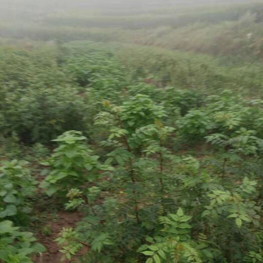 陇南大红袍花椒苗
