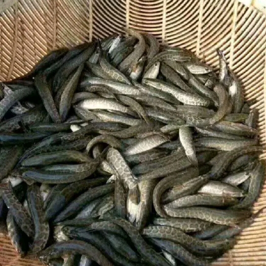 盐源县草鱼苗   鱼苗